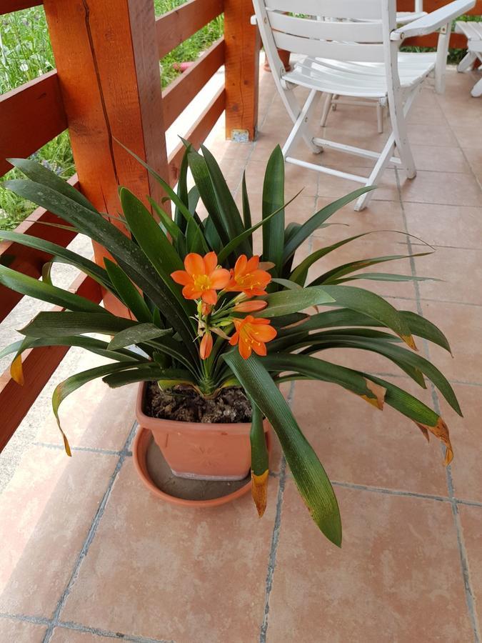 Pensiunea Agroturistica Ioana Bradulet Esterno foto
